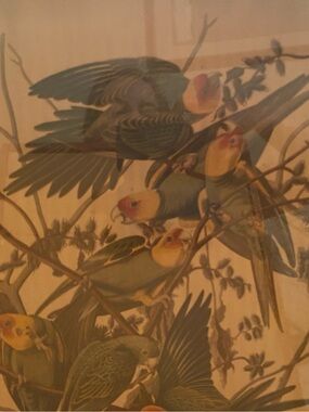 Audubon Bird Vintage Reprints Framed READ Pigeon Parakeet